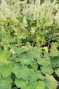 Heuchera villosa macrorrhiza geen maat specificatie 0,55L/P9cm - afbeelding 2
