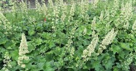 Heuchera villosa macrorrhiza geen maat specificatie 0,55L/P9cm