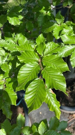 Fagus sylvatica 12-14 Hoogstam draadkluit 2 X verplant - afbeelding 3