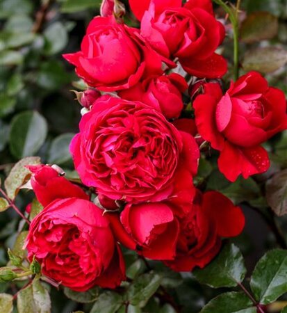 Rosa (K) Florentina 60-70 cm rozenpot 3L met stok - afbeelding 2