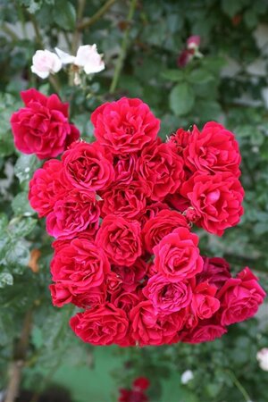 Rosa (K) 'Sympathie' cont. 3,0L met stok - afbeelding 2