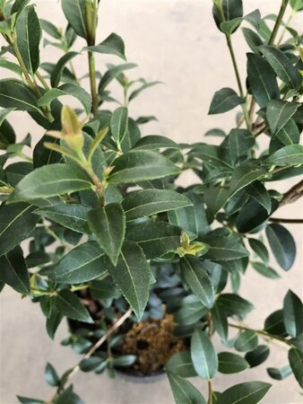 Osmanthus burkwoodii 40-60 cm cont. 5,0L - afbeelding 3