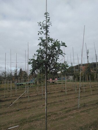 Quercus petraea / sessiflora 8-10 Hoogstam wortelgoed