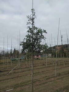 Quercus petraea / sessiflora 8-10 Hoogstam wortelgoed