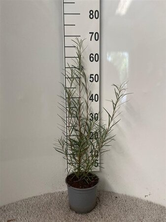 Salix elaeagnos 'Angustifolia' 40-60 cm cont. 2,0L