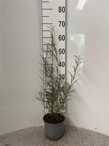 Salix elaeagnos 'Angustifolia' 40-60 cm cont. 2,0L