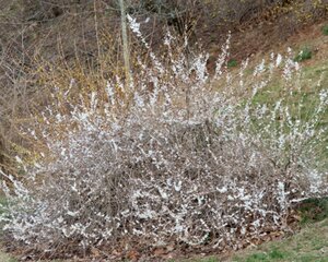 Abeliophyllum distichum 30-40 cm cont. 3,0L - image 2
