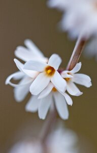 Abeliophyllum distichum 30-40 cm cont. 3,0L
