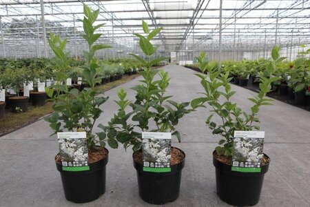 Abeliophyllum distichum 30-40 cm cont. 3,5L