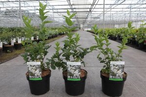 Abeliophyllum distichum 30-40 cm cont. 3,5L