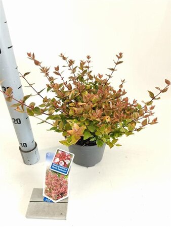 Abelia grandifl. Mystic Daydream 25-30 cm cont. 2,0L - afbeelding 3