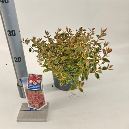 Abelia grandifl. Mystic Daydream 25-30 cm cont. 2,0L - afbeelding 2