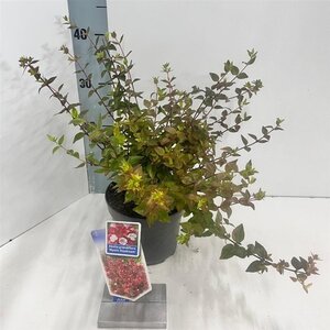 Abelia grandifl. Mystic Daydream 25-30 cm cont. 2,0L - afbeelding 4