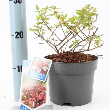 Abelia grandifl. Mystic Daydream 25-30 cm cont. 2,0L - afbeelding 1