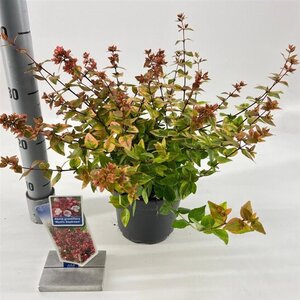 Abelia grandifl. Mystic Daydream 25-30 cm cont. 2,0L - image 5