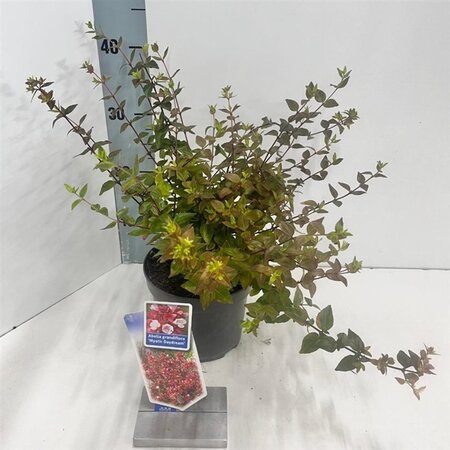 Abelia grandifl. Mystic Daydream 25-30 cm cont. 2,0L - image 4