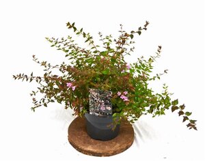 Abelia 'Edward Goucher' 25-30 cm cont. 3,0L - afbeelding 4