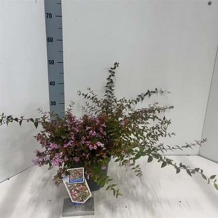 Abelia 'Edward Goucher' 25-30 cm cont. 3,0L - afbeelding 1
