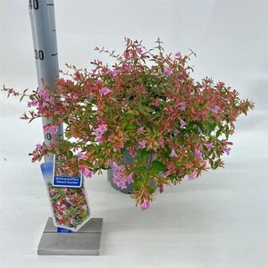 Abelia 'Edward Goucher' 25-30 cm cont. 3,0L - afbeelding 2