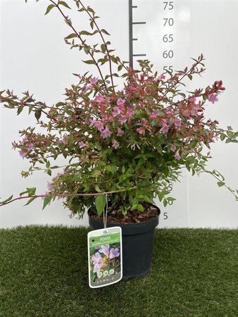 Abelia 'Edward Goucher' 25-30 cm cont. 3,0L - afbeelding 6