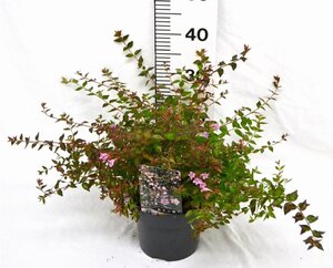 Abelia 'Edward Goucher' 25-30 cm cont. 3,0L - afbeelding 7