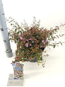 Abelia 'Edward Goucher' 25-30 cm cont. 3,0L - afbeelding 5