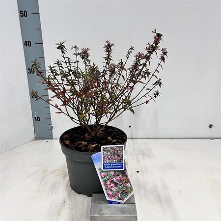 Abelia 'Edward Goucher' 25-30 cm cont. 3,0L - image 5