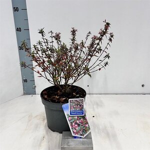 Abelia 'Edward Goucher' 25-30 cm cont. 3,0L - image 5