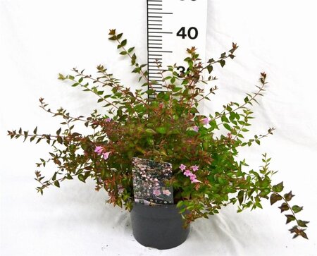 Abelia 'Edward Goucher' 25-30 cm cont. 3,0L - image 7