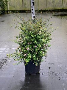 Abelia 'Edward Goucher' 60-80 cm cont. 15L