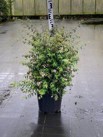 Abelia 'Edward Goucher' 60-80 cm cont. 15L - image 2