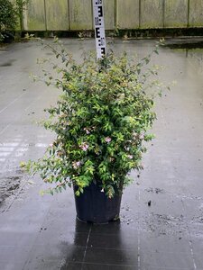 Abelia 'Edward Goucher' 60-80 cm cont. 15L - image 2