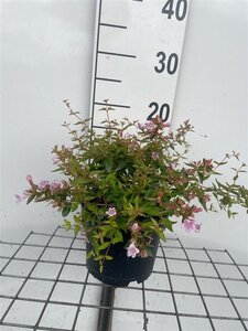 Abelia 'Edward Goucher' geen maat specificatie cont. 2,0L
