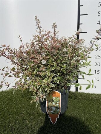 Abelia grandifl. Confetti 25-30 cm cont. 3,0L
