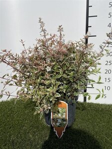 Abelia grandifl. Confetti 25-30 cm cont. 3,0L