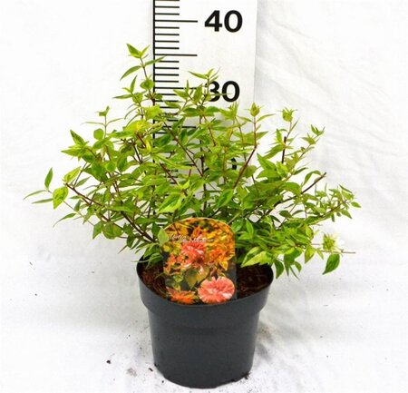 Abelia grandifl. 'Kaleidoscope' 25-30 cm cont. 3,0L - afbeelding 4