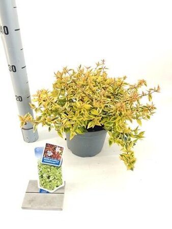 Abelia grandifl. 'Kaleidoscope' 25-30 cm cont. 3,0L - afbeelding 1