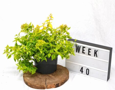 Abelia grandifl. 'Kaleidoscope' 25-30 cm cont. 3,0L - afbeelding 5