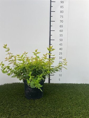 Abelia grandifl. 'Kaleidoscope' 25-30 cm cont. 3,0L - afbeelding 2