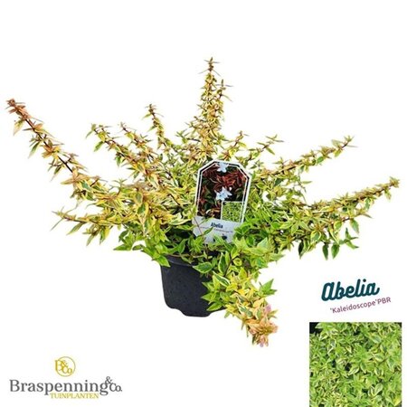 Abelia grandifl. 'Kaleidoscope' 25-30 cm cont. 3,0L