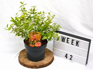 Abelia grandifl. 'Kaleidoscope' 25-30 cm cont. 3,0L - image 6