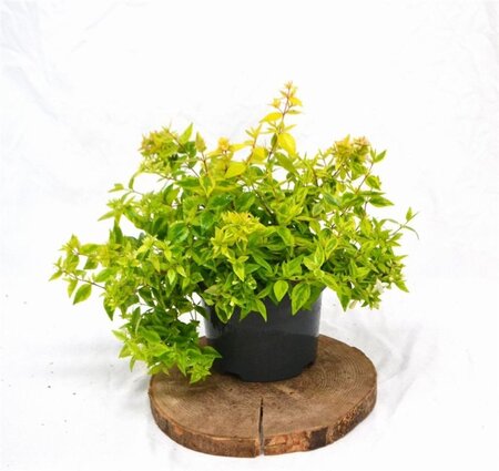 Abelia grandifl. 'Kaleidoscope' 25-30 cm cont. 3,0L - image 3