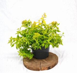 Abelia grandifl. 'Kaleidoscope' 25-30 cm cont. 3,0L - image 3