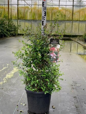 Abelia grandiflora 60-80 cm cont. 15L - image 2