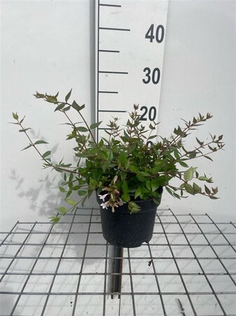 Abelia grandiflora geen maat specificatie cont. 2,0L
