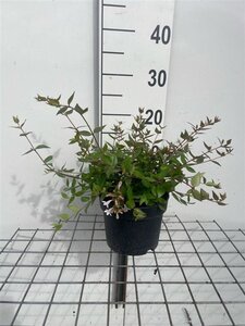 Abelia grandiflora geen maat specificatie cont. 2,0L