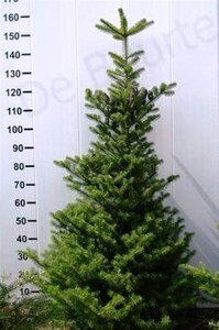 Abies koreana 125-150 cm RB - image 3