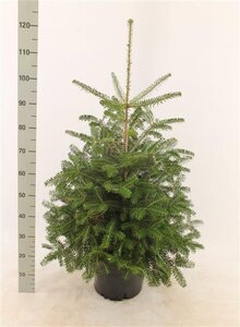 Abies koreana 80-100 cm met kluit - afbeelding 5