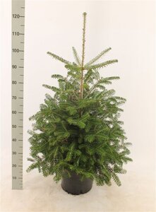 Abies koreana 80-100 cm RB - image 3
