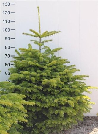 Abies nordmanniana = kerstboom 100-125 cm met kluit - afbeelding 4